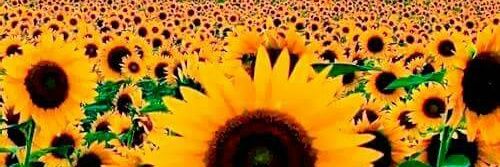 Anita_Agga's profile banner image