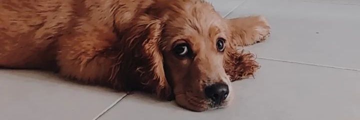 cristtortuga1's profile banner image