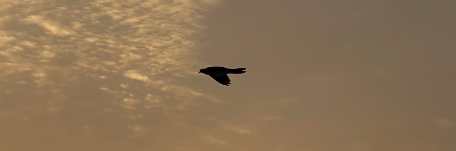 DohaBadr__'s profile banner image