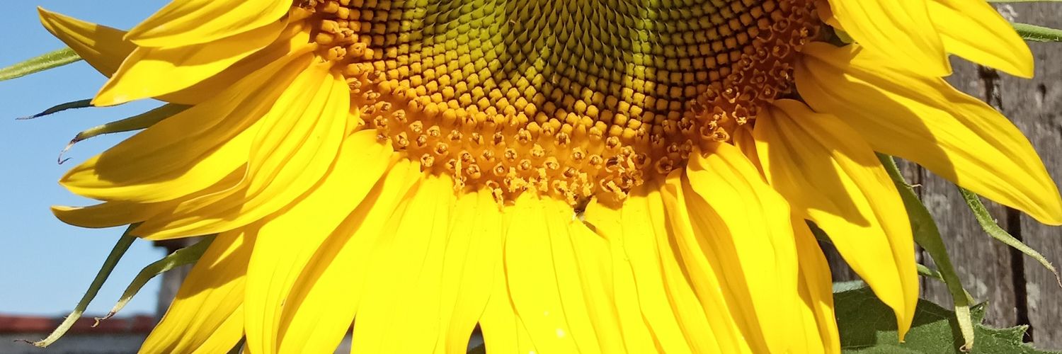 MonicaferrazVi's profile banner image