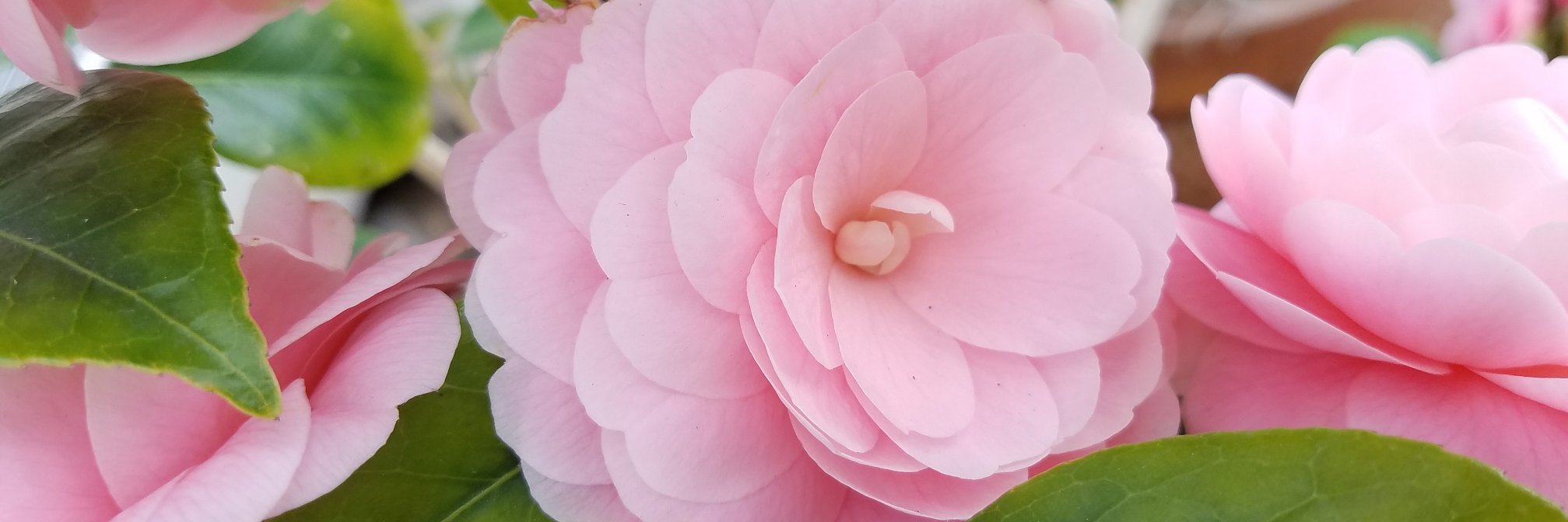 Dr. Maria Wheeler-Dubas 🇺🇦 banner