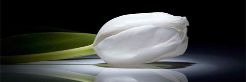 chandi_sher's profile banner image