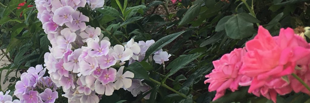 epetronzio's profile banner image