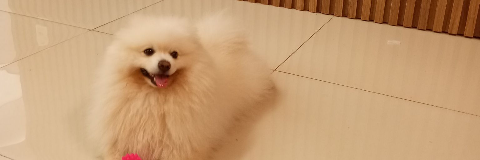 pqpwill_'s profile banner image