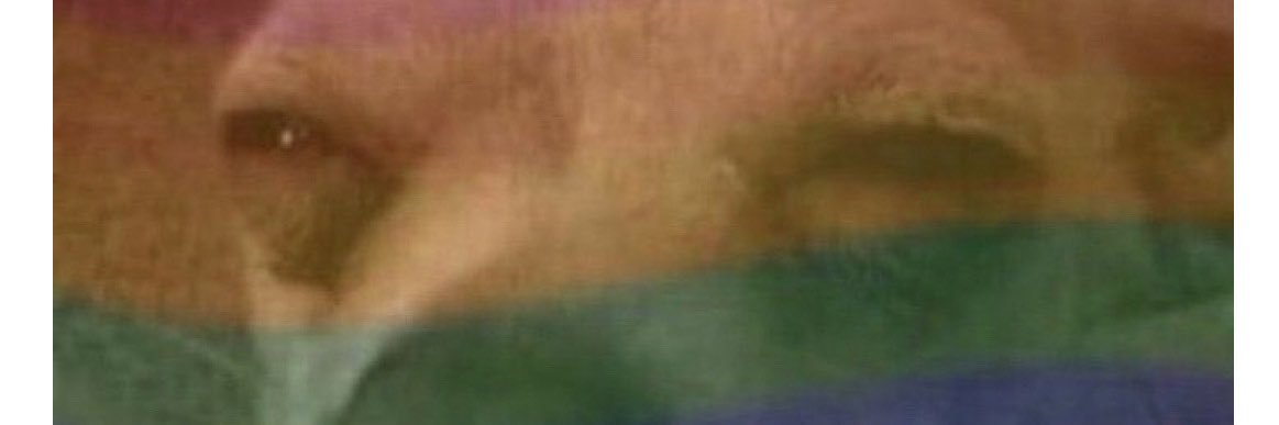 wolfy_wings's profile banner image