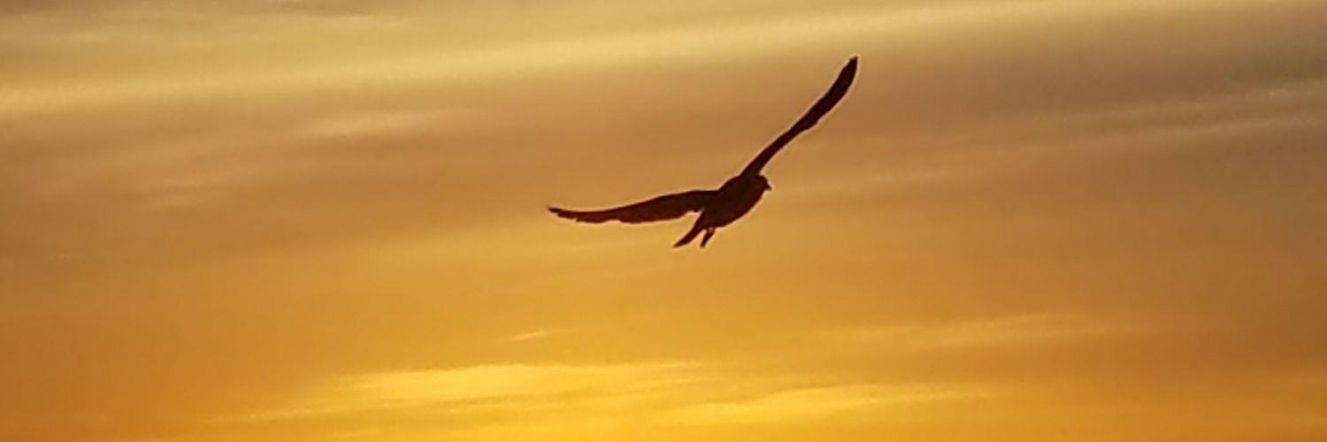 William C. Megna banner