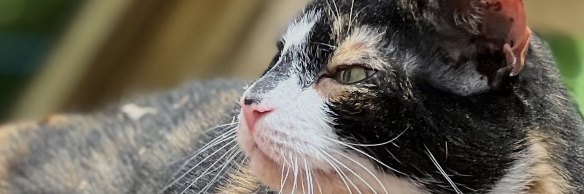 MA Voters 4 Animals banner