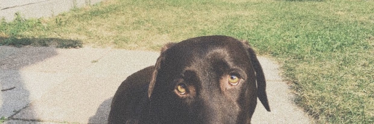 trishdaniele's profile banner image