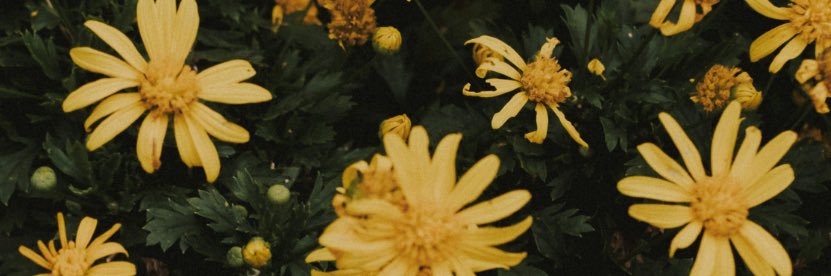 Acmpx_'s profile banner image