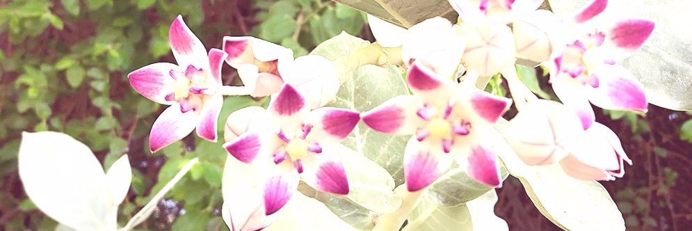gembr1st's profile banner image