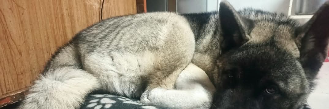 IamFennik's profile banner image