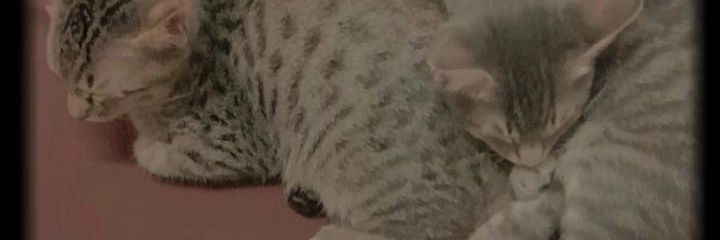 xisya_'s profile banner image
