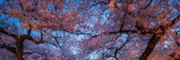 NicoleChablis's profile banner image