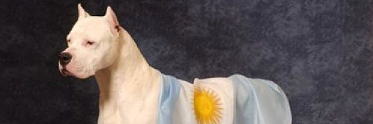 CervoGabriel's profile banner image