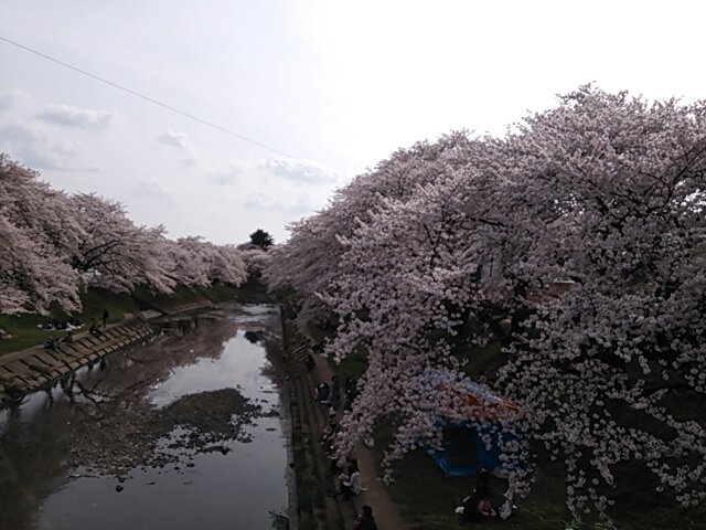 pact_sakura's profile banner image
