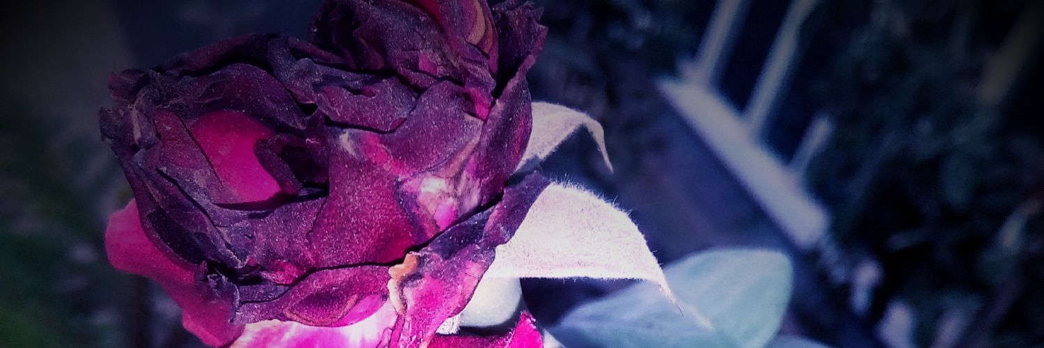 mizmirabel's profile banner image