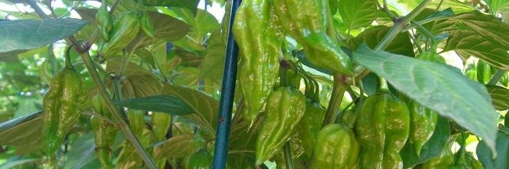 HotSauceRecipes's profile banner image