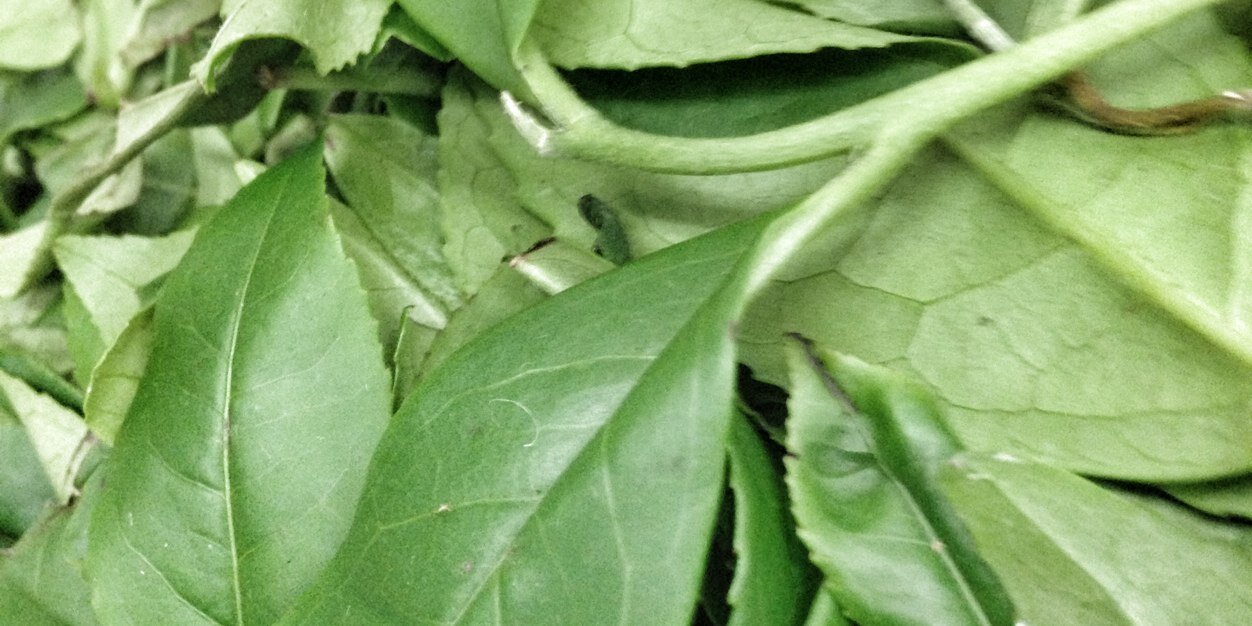A Gift Of Tea banner