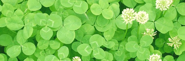 green_clover7's profile banner image