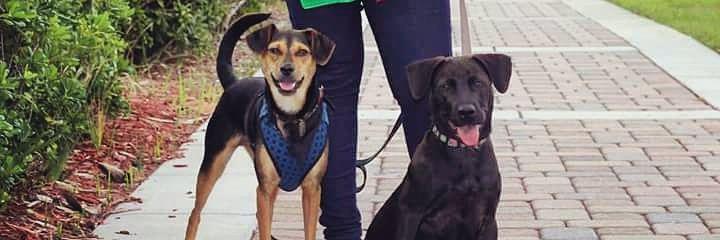2Dogs1Journey's profile banner image