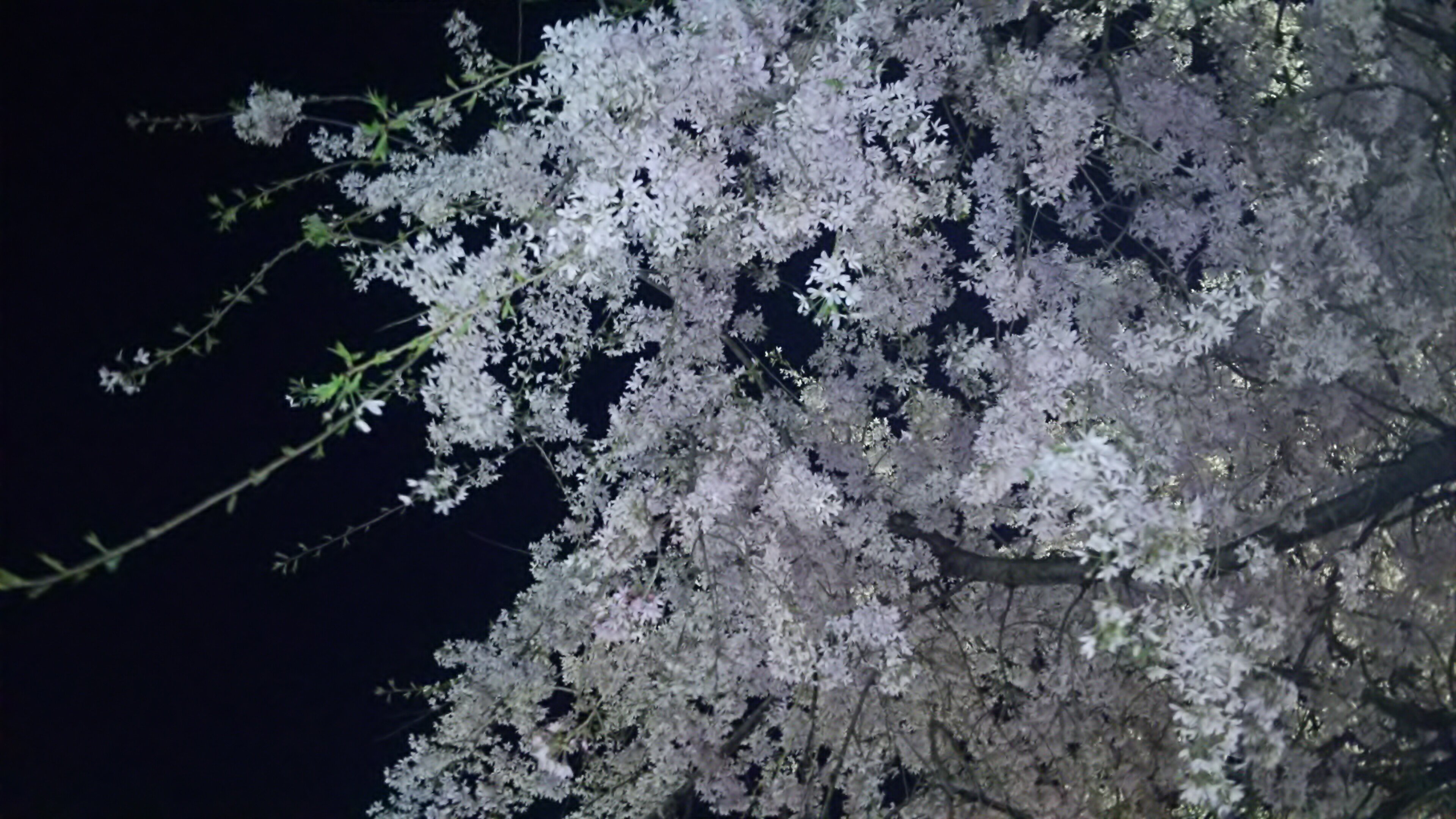 colormoon56's profile banner image