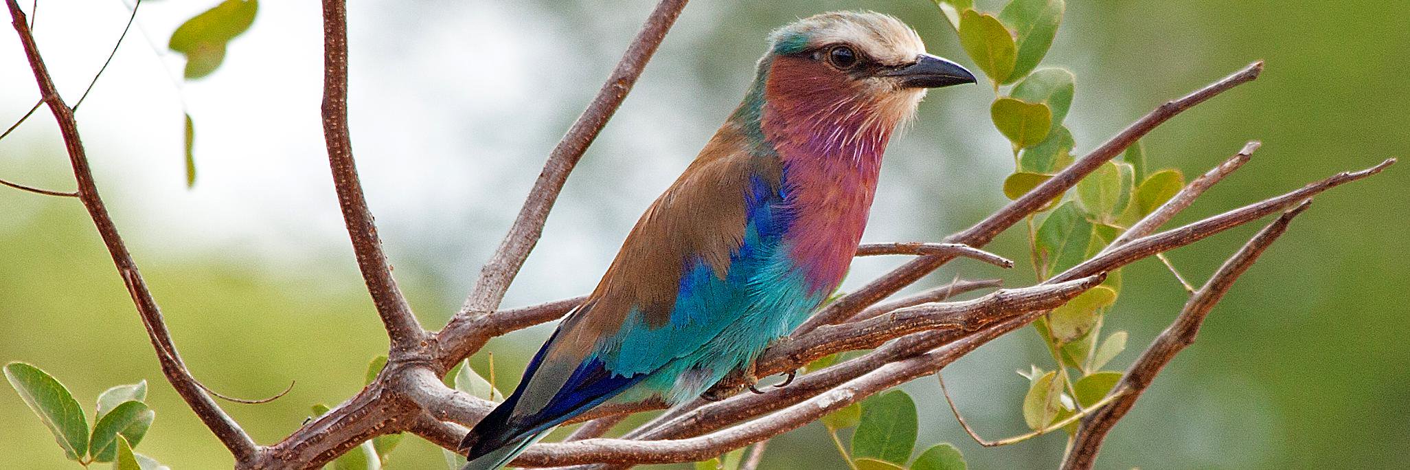 Evarastus Obura banner