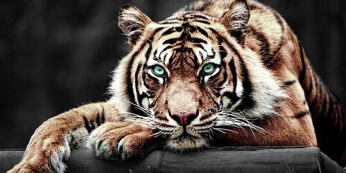 DaelynneDavis's profile banner image