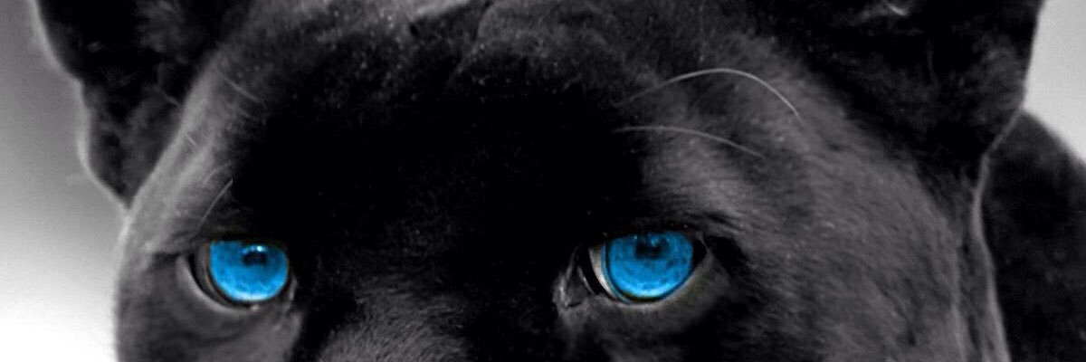 StraderMatt's profile banner image