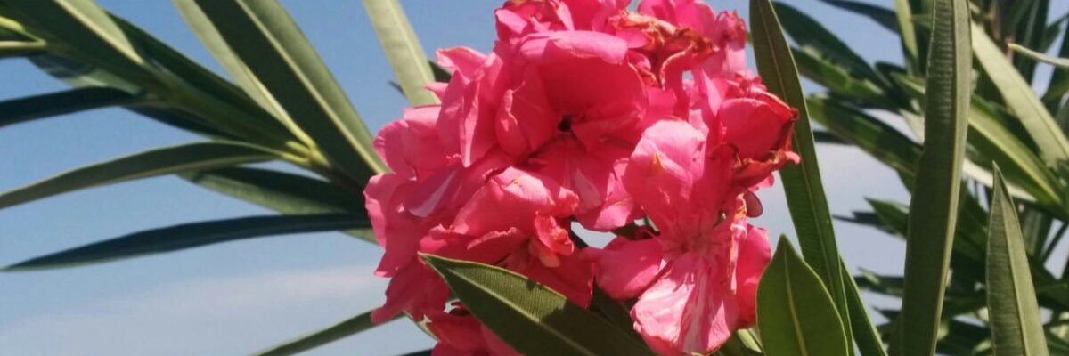 Rachel_Comms's profile banner image