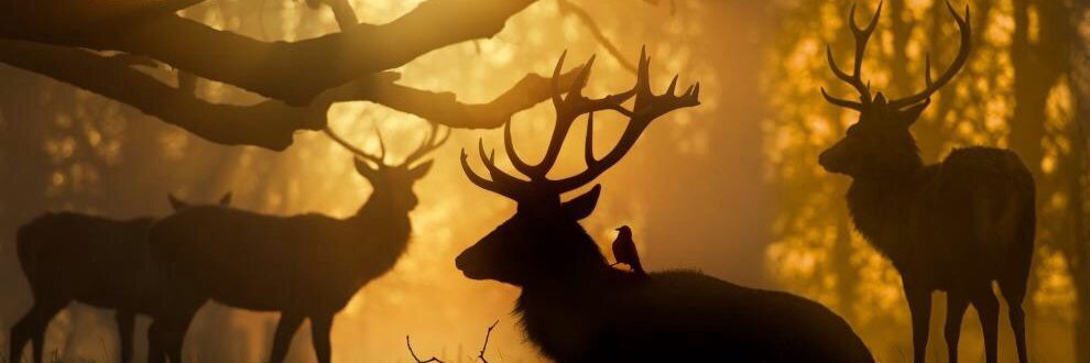 Robesnuvola's profile banner image