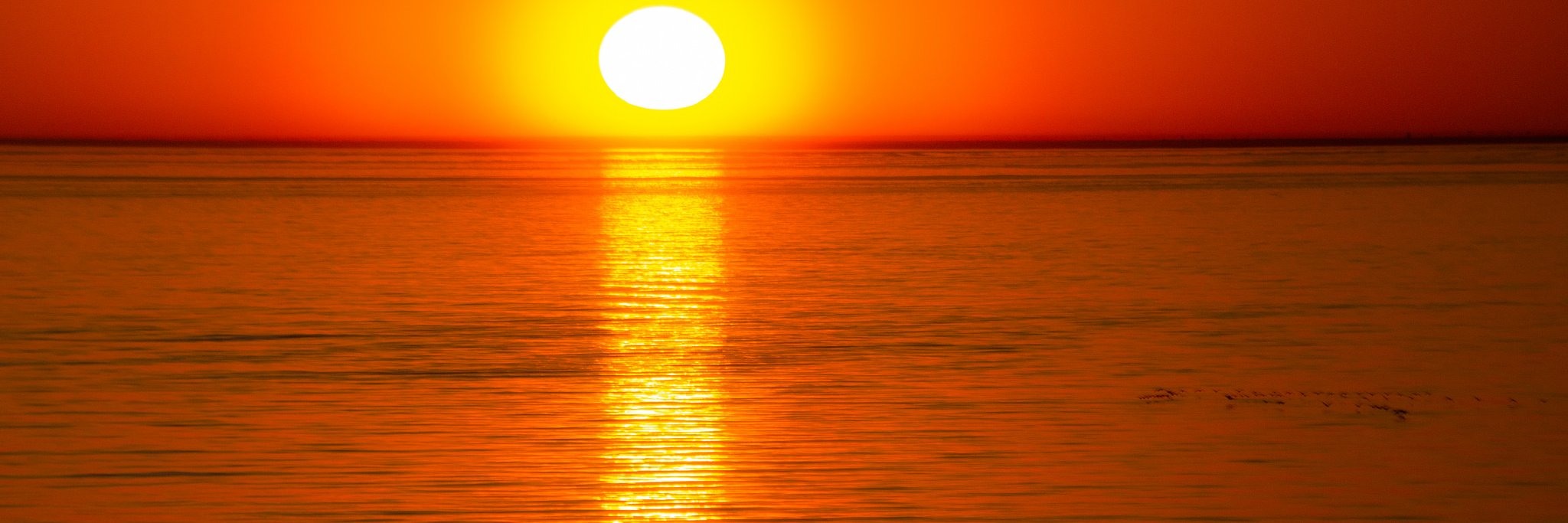 Henrique Vicente banner