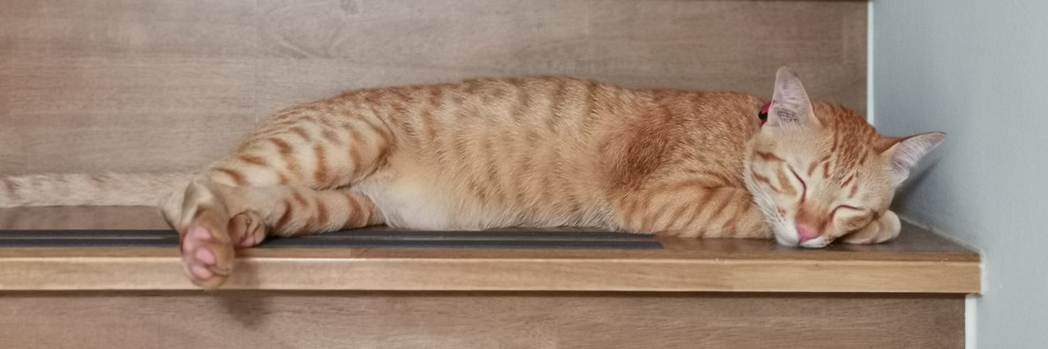 cat_A_wap's profile banner image