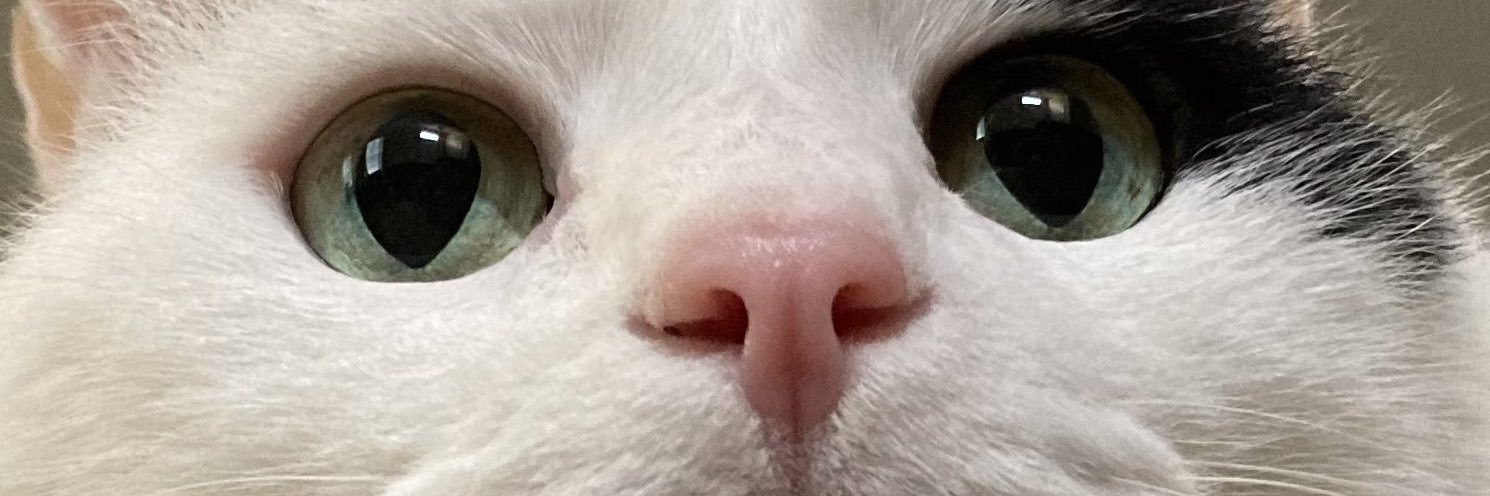 nicokatluca's profile banner image
