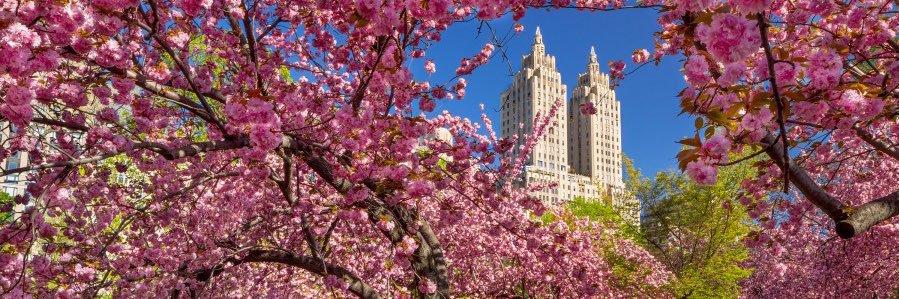 stephanie 👑⚾️🎤🗽 banner