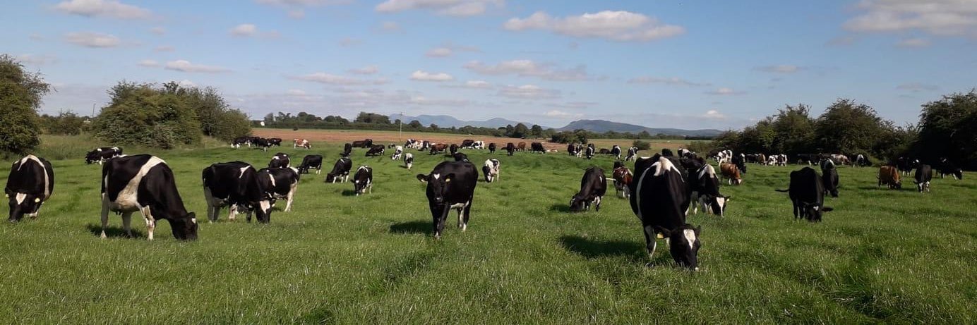 stephenokeeffe banner