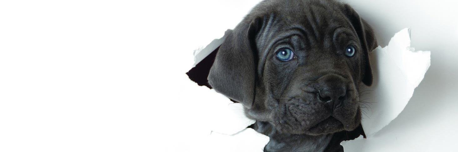doggiely's profile banner image