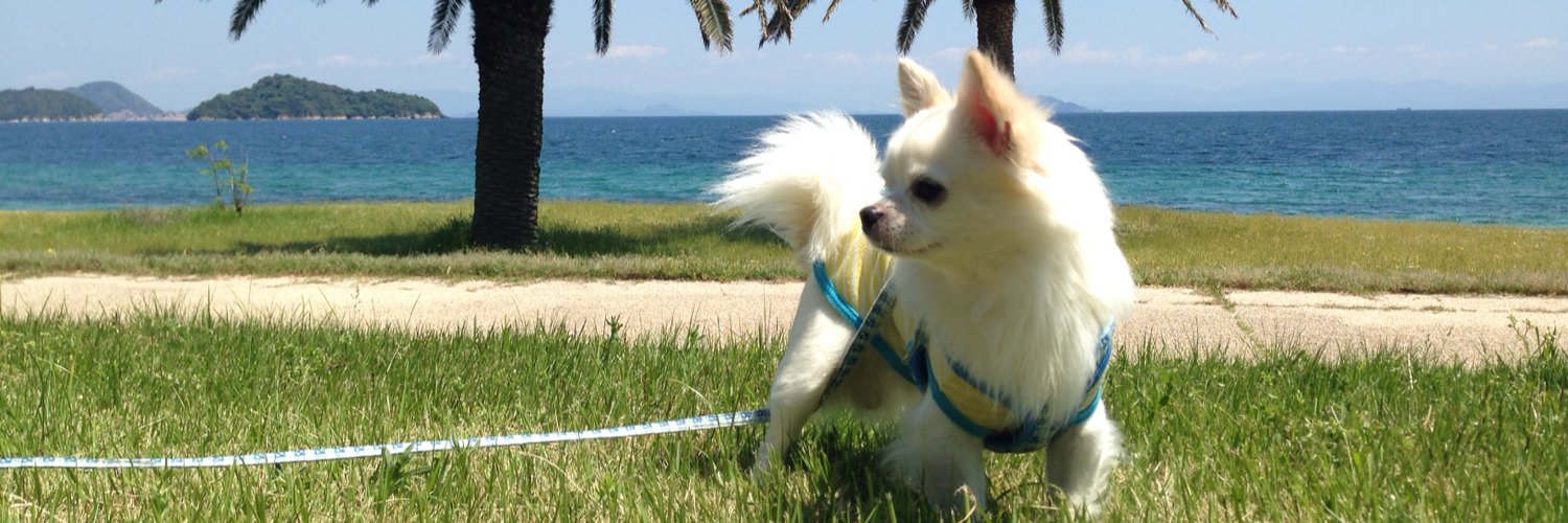 patchi_0617thx's profile banner image