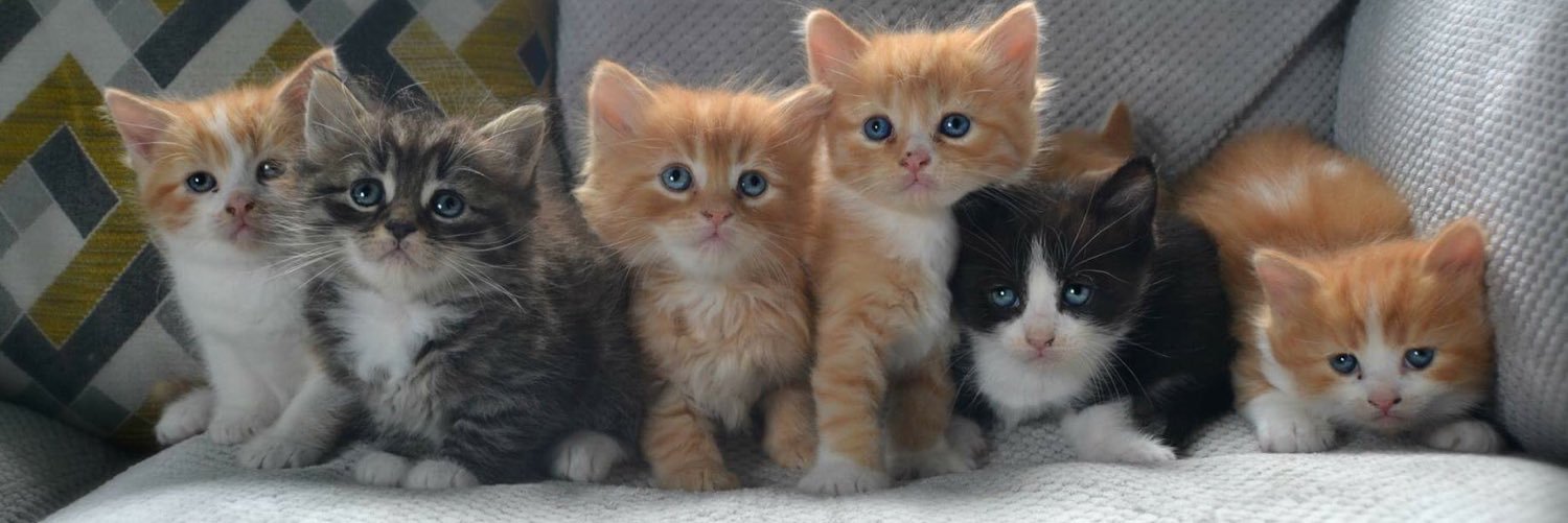 HRH Noah G. Nangle banner