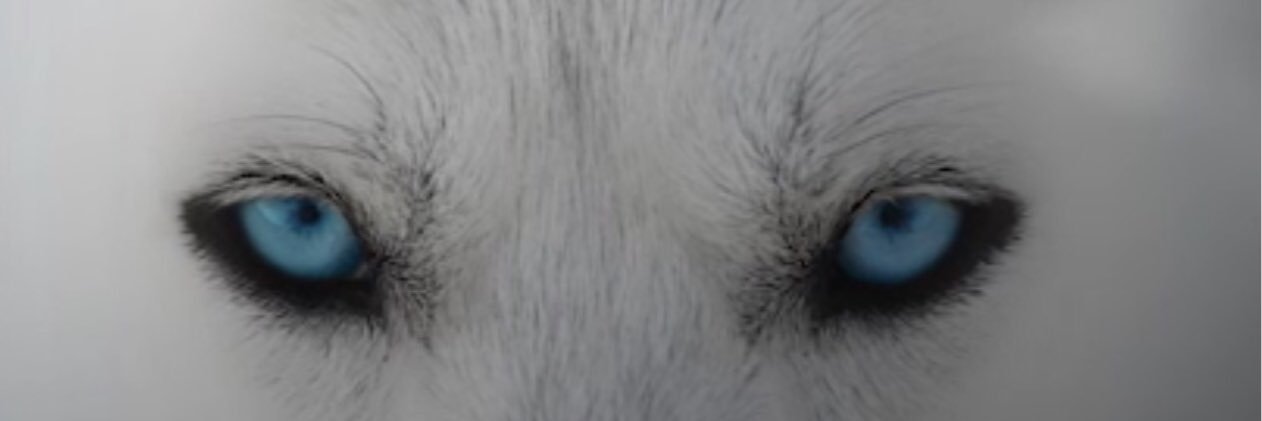 🦋Mary Davieau🦋 banner
