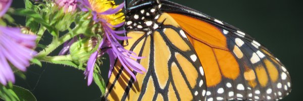 gb4753 Profile Banner