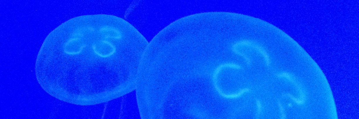 MacroLogus's profile banner image