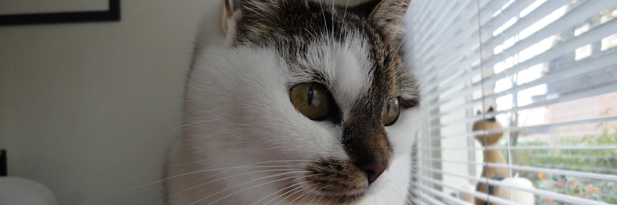 Princisje's profile banner image
