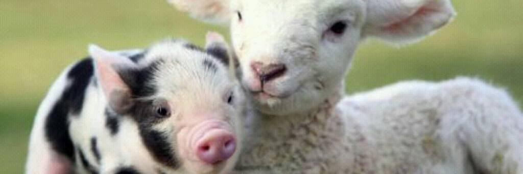 Vegan6's profile banner image