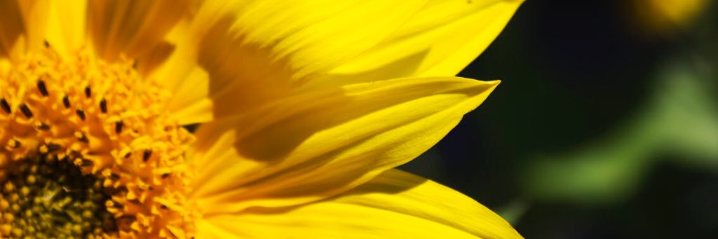 jazzer_dexter's profile banner image
