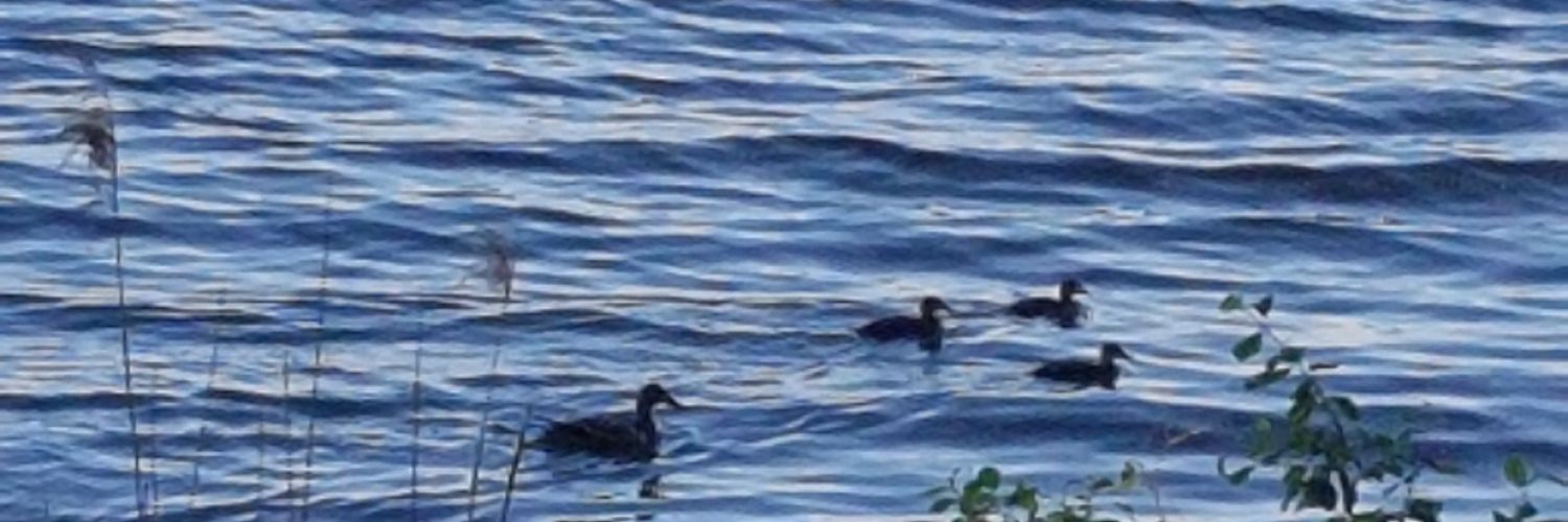 Sea_sunBa3's profile banner image