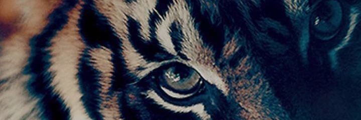 iremgnce's profile banner image