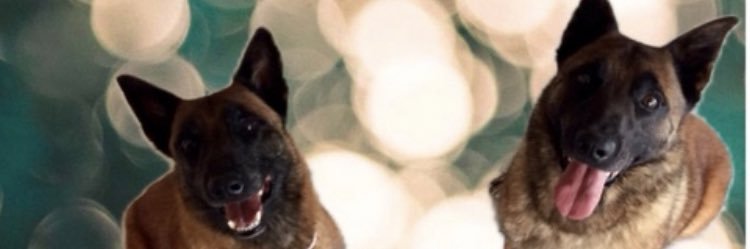 500daysofAstrid's profile banner image