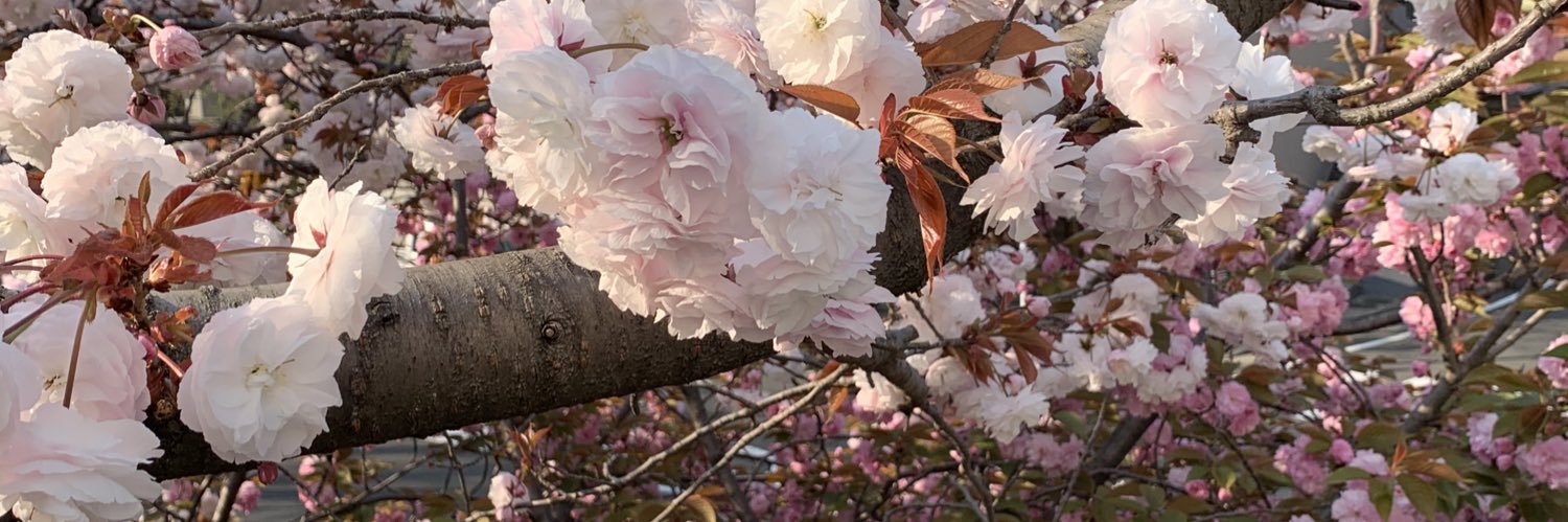 Ume_of_GG's profile banner image