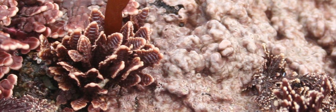 Patrick Martone banner