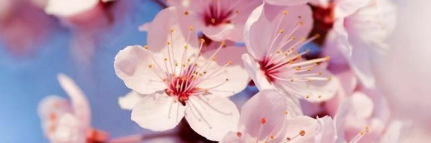 Celiatres's profile banner image